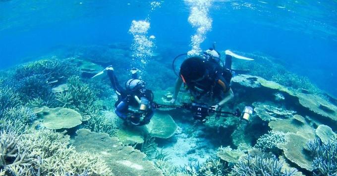 夺取珊瑚礁占领海草田?海底策略手游《World of Water》海外上榜暨前十